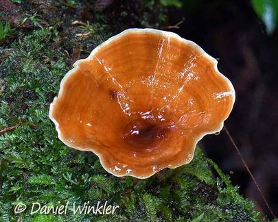 Podoscypha sp. as water basin seen in Isla Escondida, Putumayo
