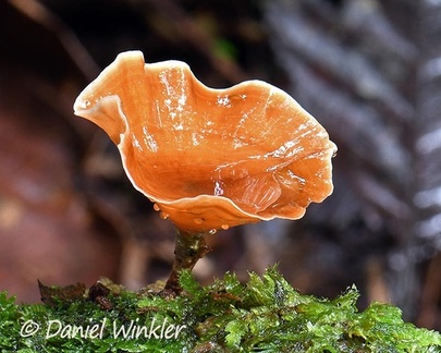Podoscypha sp. seen in Isla Escondida, Putumayo