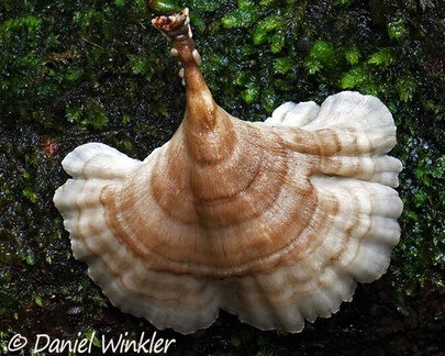 Flabellophora sp. cap seen in Isla Escondida, Putumayo