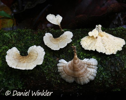 Flabellophora sp. in Isla Escondida