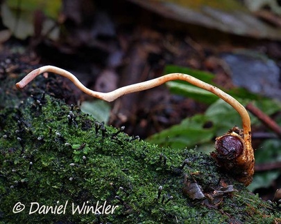 Ophiocordyceps melolonthae dug out, missing 2 stromata