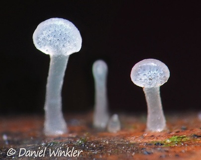 Favolaschia white immature seen in Isla Escondida, Putumayo