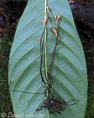 Ophiocordyceps curculinoum seen in Isla Escondida, Putumayo