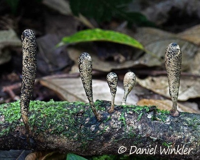 probably Xylaria telfairii seen in Charhuayaco, near Pitalito