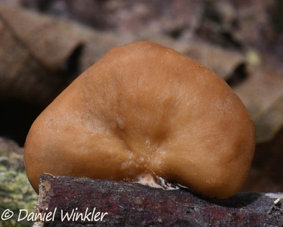 Cerioporus flavus cap seen in Pitalito