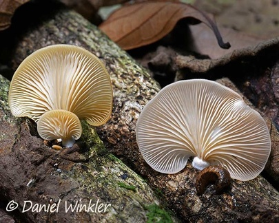 Pleurotus djamor gills seen in Charguayaco