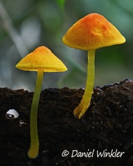 Pluteus sp. growing out of wood seen near Pitalito