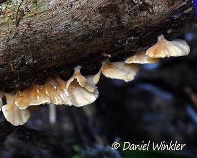Trametes from above, pores in next picture, Charguayaco (1300m) near Pitallito