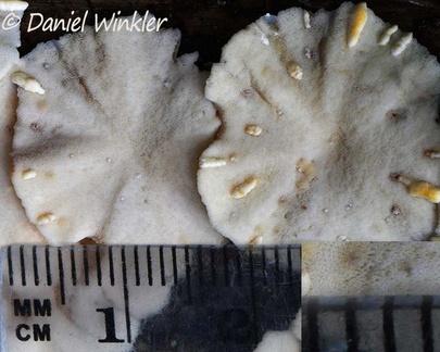 Trametes pores with scale, Charguayaco near Pitallitoscale