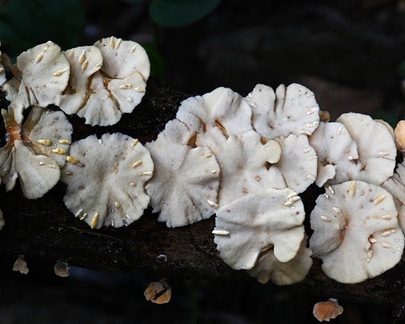 Trametes pores seen in Charguayaco near Pitallito