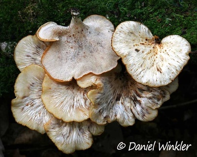 a small pored Favolus sp. seen in San Agustin Archelogical Park, Huila