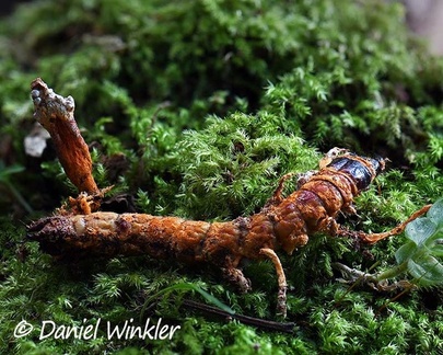 Nigelia martiale (=Metacordyceps martialis = Metarhizium martiale) on a Coleoptera larva seen in San Agustin, Huila