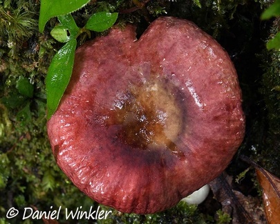 A red Russula growing with Quercus humboldtii in Reserva  El  Cedro in 2100m, South Huila