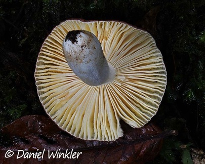 Gills of that red Russula growing with Quercus humboldtii in Reserva  El  Cedro in 2100m, South Huila