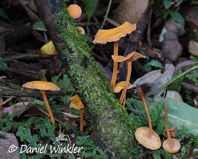 Xeromphelina tenuipes group  in San Agustin Archelogical Park, Huila