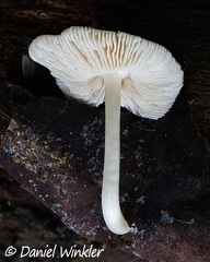 probably a fresh Pluteus seen at Rio Magdalena Narrows, near San Agustin