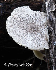 A Lepiota sp. seen at Rio Magdalena Narrows, near San Agustin