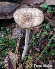 Xerula / Dactylosporina sp. seen at the top of the Cascadas Fino del Mundo near Mocoa