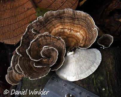 Trametes  menziesii seen near Mocoa