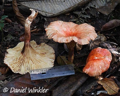Possibly a Hygrophorus seen near Mocoa. The biggest mushroom we encountered.