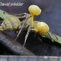 Ophiocordyceps binata with scale indicating a length of 6 mm seen near Mocoa