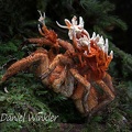 Cordyceps caloceroides  on a Tarantula seen near Pitalito
