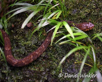 Bothrops asper  - Fer-de-lance winding along river rocks in Isla Escondida
