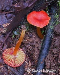 Hygrocybe occidentalis group seen here in Isla Escondida