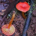 Hygrocybe occidentalis group seen here in Isla Escondida