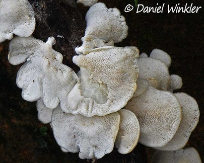 Favolus branch showing the pores in Mocoa