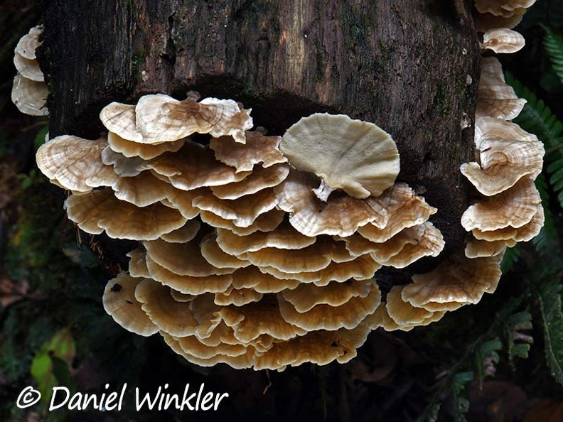 Trametes pavonia trunk end Mocoa DW Ms.jpg