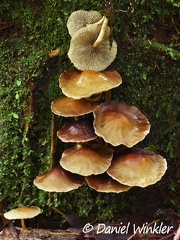 Hypholoma subviride?, Isla Escondida