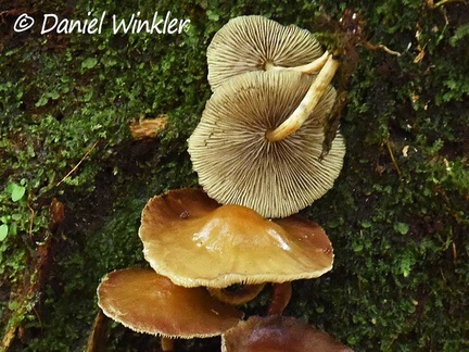 Hypholoma subviride? gills, Isla Escondida