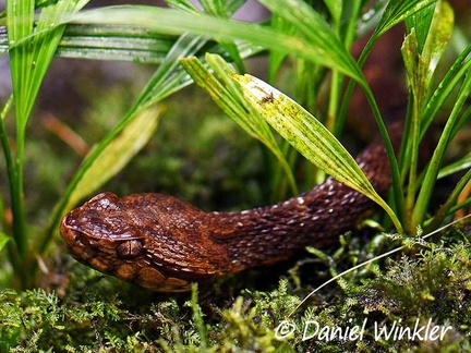 Bothrops asper - Fer-de-lance head close up, luckily lens and editing creates a proximity that I had not to experience in reality!