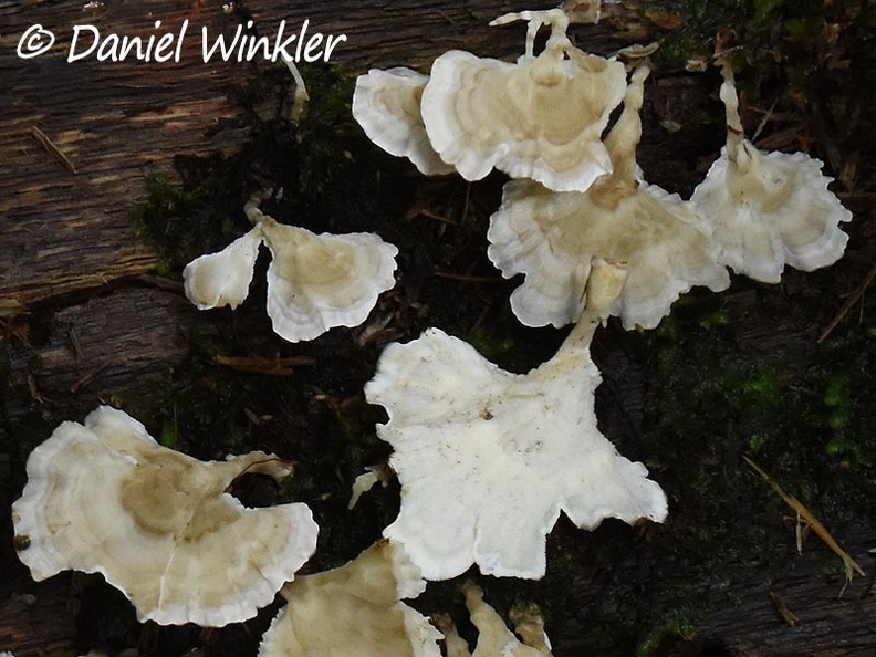 Cotylidia alba hymenium Isla de Escondida DW Ms.jpg