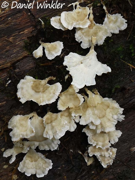 Cotylidia alba Isla de Escondida DW Ms.jpg