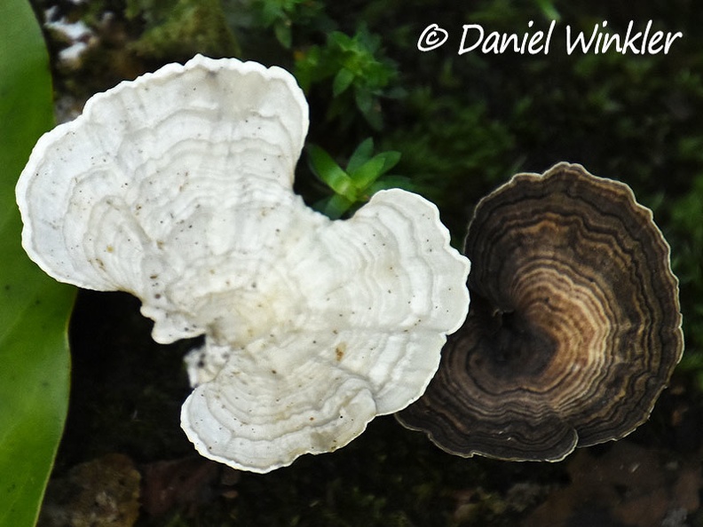 Trametes Disp Isla de Escondida DW Ms.jpg