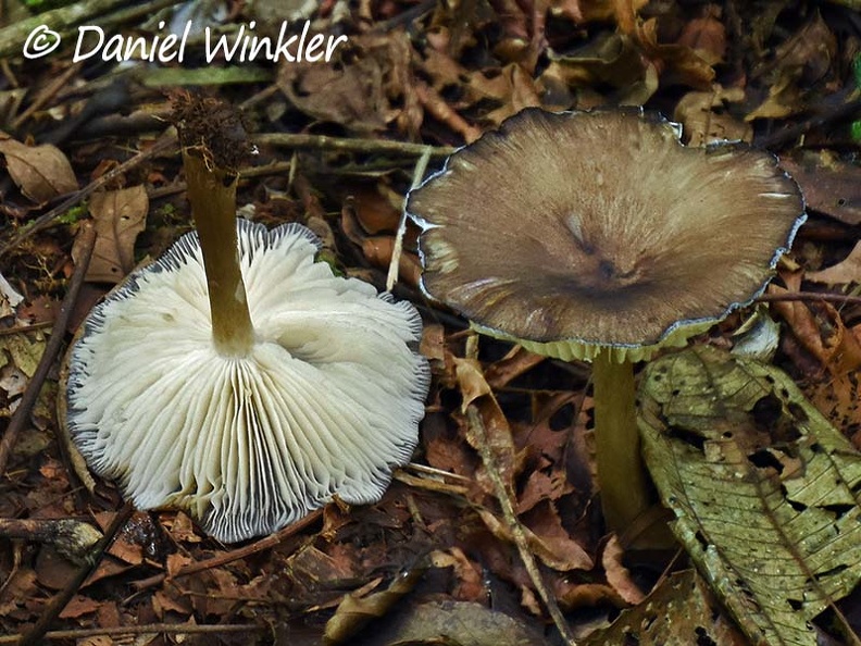 Megacollybia Isla de Escondida Disp DW Ms.jpg