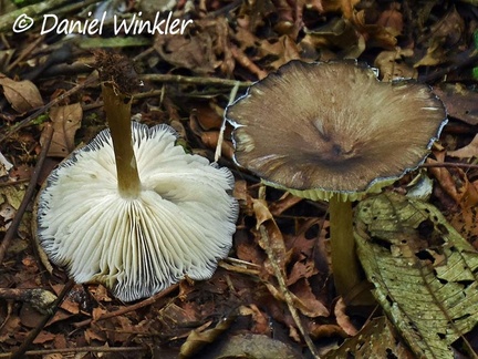 Megacollybia? seen in Isla Escondida