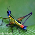One of my favorite encounters: Paramastax sp. Monkey grasshopper, Isla Escondida