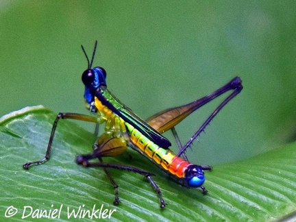 One of my favorite encounters: Paramastax sp. Monkey grasshopper, Isla Escondida