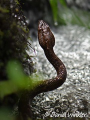 Bothrops asper - Fer-de-lance viper, Isla Escondida