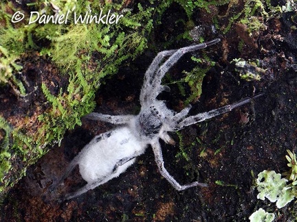 entomophagous fungus taking over a spider seen in Mocoa