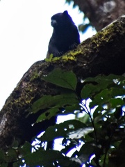 Marmoset monkey seen in Isla Escondida