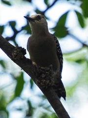 Red crowned woodpecker (Melanerpes rubricapillus), Cali Ms