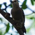 Red crowned woodpecker (Melanerpes rubricapillus), Cali Ms