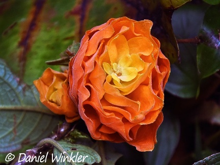 Intriguing orange flower seen in Isla Escondida