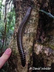 Anadenobolus, a harmless giant millipede which was ubiquitous in Isla Escondida, Putumayo