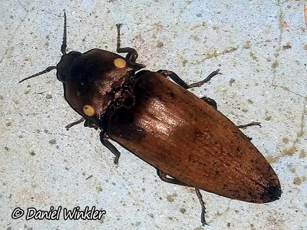 Headlight Elater beetle (Pyrophorus noctilucus) master of bioluminosity, Check out the two round spots on his "shoulders", Isla Escondida