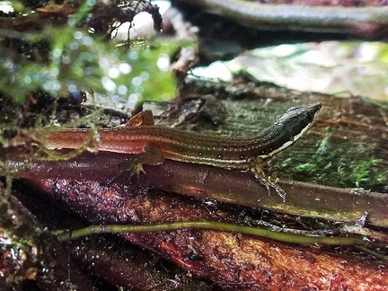 Cercosaura argulus aka Elegant Eyed Lizard seen in Isla Escondida, Putumayo